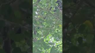 Costa Rica Howler Monkeys and raccoons [upl. by Eastman421]