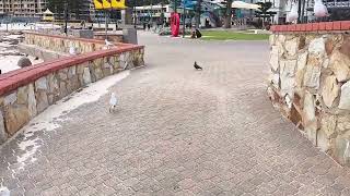 Glenelg Beach adelaide Australia beach ocean [upl. by Euqcaj922]