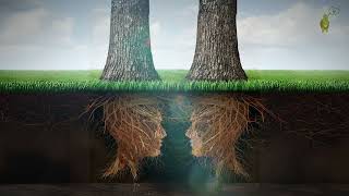 How Do Trees Communicate With Each Other Unraveling Natures Hidden Communication [upl. by Midas]