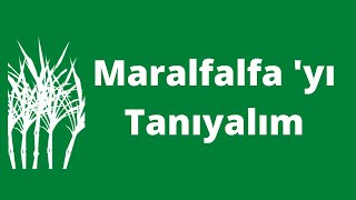 Maralfalfayı tanıyalım Maralfalfa nedir nasıl dikilir nerede yetişir Hepsi burada [upl. by Tiana]