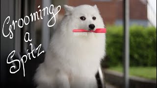 How to groom a Spitz [upl. by Scevour]