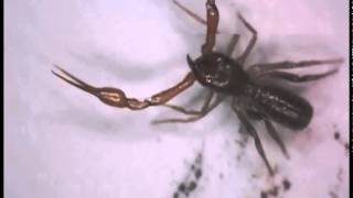 Footage of a new species of Pseudoscorpion [upl. by Vivienne]