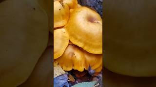 The Poisonous Jack o Lantern Mushroom 🎃 Omphalotus illudens Just In Time For Halloween nature [upl. by Akenot]