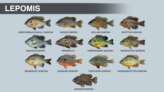 The Sunfish Family  LEPOMIS Genus [upl. by Boulanger]