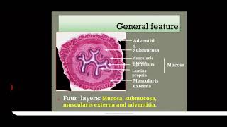 HISTOLOGY OF OESOPHAGUS [upl. by Leis]