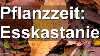 Herbst ist Pflanzzeit Esskastanie vermehren und pflanzen in Mielkendorf [upl. by Alak]