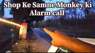 Shop ke Samne Zabardast monkey alarm calling [upl. by Saalocin373]