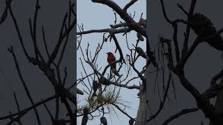 Scarlet Tanager sings from tall Pine [upl. by Jaal]