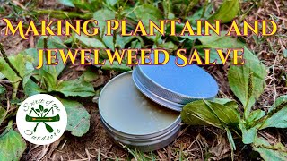 Making Plantain and Jewelweed Salve [upl. by Shantha]