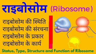 राइबोसोम की खोज स्थिति संरचना प्रकार और कार्य  Type Status Structure and function of ribosome [upl. by Attezi]