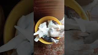 BREEDER PIGEONS ONLY🕊️🪺🐣subscribeshortvideoviralvideoforyoufypシ゚viralfyp [upl. by Farlie]