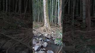 Moso bamboo Phyllostachys pubescens amp Blue Quandong Elaeocarpus grandis [upl. by Kcirdla]