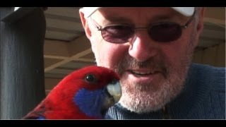 Hand Feeding An Australian Crimson Rosella [upl. by Reggis203]