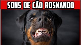 Som de Cachorro Latindo 🐕 Latido de Cachorro de Várias Raças 🐶 Som de cachorro rosnando [upl. by Yltnerb478]