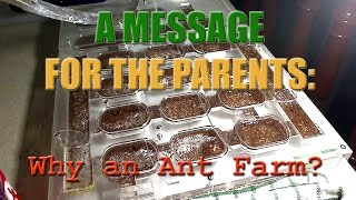 Why An Ant Farm A Message For Parents [upl. by Idalia]