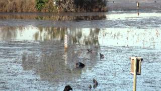 Edithvale Seaford Wetlands [upl. by Aracot]