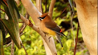 Cedar Waxwing  Bird Call 🐦♫  Bird Sounds [upl. by Llirrem]