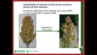 Anthracnose of Sorghum [upl. by Eatnoid]