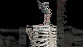 omohyoid muscle with origin insertion Nerve supply headandneckanatomy anatomy neck muscles mbbs [upl. by Anauqcaj295]