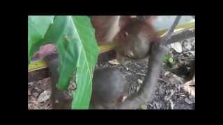 Baby orangutan Budi meets another orangutan for the first time [upl. by Remled]