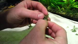 How to Propagate Staurogyne repens [upl. by Alisia]