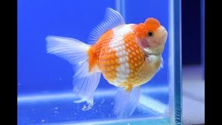 100 BREEDING SUCCESS How to let your GOLDFISH spawn her eggs in 10 days [upl. by Farny822]