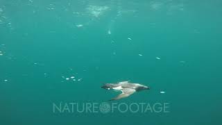 Razorbill seabirds Alca torda diving and swimming underwater [upl. by Letnoj]