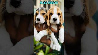 beagle sale beagle puppies for sale  beagle sale kerala  beagle  beagle puppies [upl. by Haleemaj]