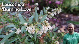 Burning Love™ Leucothoe [upl. by Oivalf94]