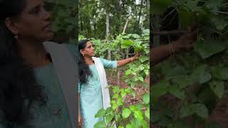 വെറൈറ്റി വാളരി പയർ വേണോ  Valari Payar Krishi  Minis Lifestyle [upl. by Cotter732]