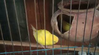 অবশেষে কি তারা জোড়া মিললো Lutino budgie birds [upl. by Lithea]