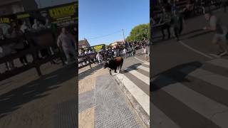 💥 Encierro en Moralzarzal Madrid 📹 epic84 [upl. by Ayidah702]