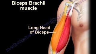 Biceps Brachii Anatomy  Everything You Need To Know  Dr Nabil Ebraheim [upl. by Belshin242]