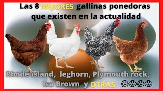 Las 8 mejores gallinas ponedoras Isa Brown rhode island leghorn Plymouth rock HyLine brown [upl. by Burne713]