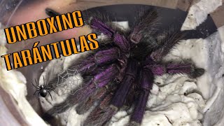 UNBOXING TARÁNTULA MORADA GIGANTE [upl. by Yrannav458]