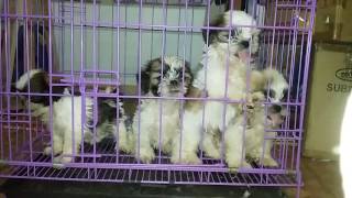 Excited Puppies Shih tzu Puppy Dog Barking Sounds [upl. by Adyahs]