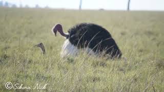 OSTRICH MATING NatGeo birdaroundme OstrichRecap bbcwildlifemagazine9367 [upl. by Rowe]