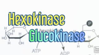 Hexokinase Glucokinase Biochemistry [upl. by Maddocks]