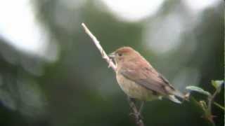 Female Indigo Bunting [upl. by Reibaj]