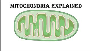 Mitochondria The Powerhouse of the Cell Explained in 5 Minutes biology science facts basic [upl. by Bunni43]