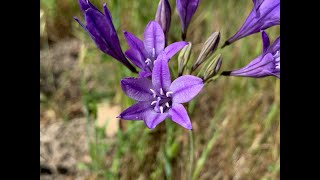 Themidaceae Brodiaea Dichelostemma Dipterostemon and Triteleia [upl. by Oswald]