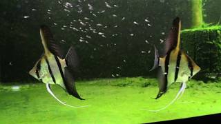 Dantum Angelfish Breeding Pair Ferociously Defend Their Babies [upl. by Halonna]