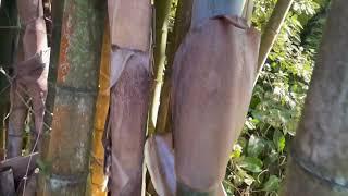 Giant Bamboo  Dendrocalamus giganteus [upl. by Annodahs565]