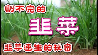 如何種出割不完的韭菜？我來告訴你韭菜種植的秘密 韭菜長得快只需要知道這9字秘訣，4個月吃上韭菜不是夢，為什麽你的韭菜長得慢？How to grow Chinese chives quickly [upl. by Belia863]