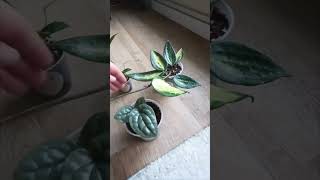 Mes premiers anthuriums plants plantlover anthurium hoyaplant houseplants monstera alocasia [upl. by Nnaeiluj]