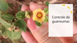 Controle de guanxumas [upl. by Assirralc970]