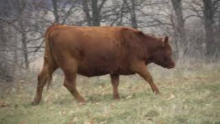 Seven Red Angus Bred Heifers AI Bred [upl. by Eirahs]