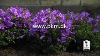 Campanula from FAIRYTALE FLOWERS® [upl. by Oirevlis]