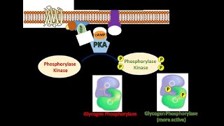 The Fight or Flight Response Part 5 Activation of Phosphorylase Kinase and Glycogen Phosphorylase [upl. by Jaal]