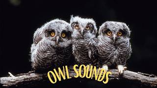 5 most popular owl sounds in North America Different types of owls and their sounds [upl. by Ahsiret]